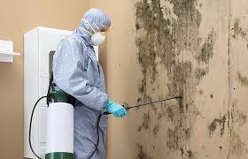 Why You Should Choose Our Mold Remediation Services in Eveleth, MN